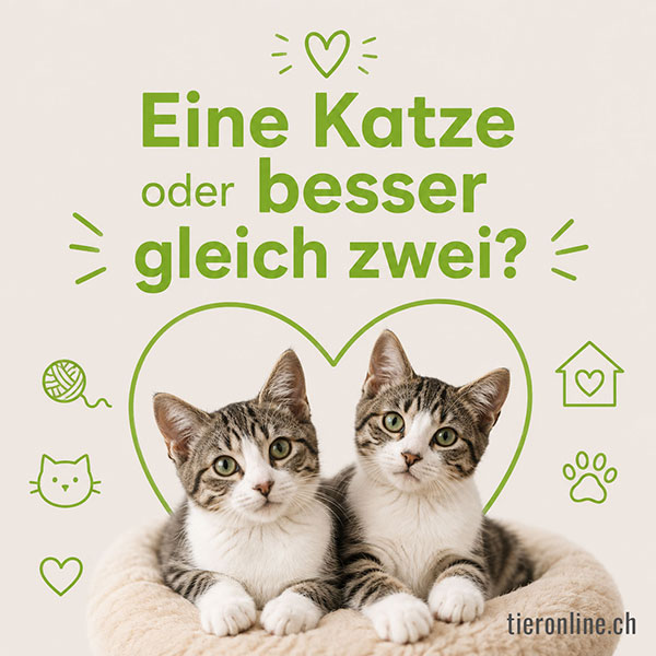 Eine Katze oder besser gleich zwei?