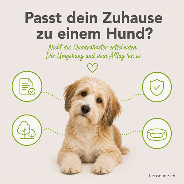 Passt ein Hund in mein Leben?